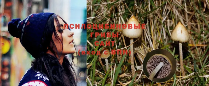 OMG ссылка  Мосальск  даркнет какой сайт  Галлюциногенные грибы MAGIC MUSHROOMS 